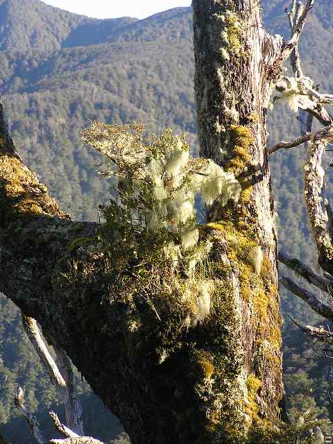 NZ leden-unor 2006 216.jpg